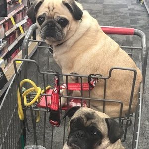 Meet your Posher, Lindy